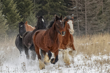 Herd of rodeo horses running through meadow in winter, Kalispell, Montana.