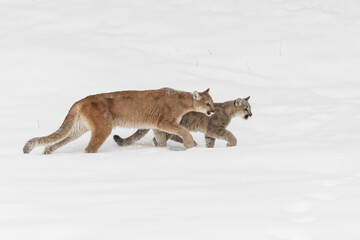 Obraz premium Mountain lion cub walking beside adult female mother in deep winter snow.