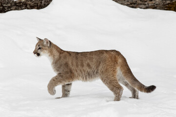 Juvenile mountain lion cub in winter, Montana.