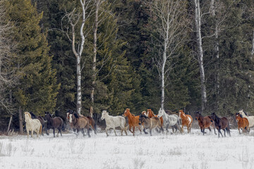 Herd of rodeo horses running through meadow in winter, Kalispell, Montana.