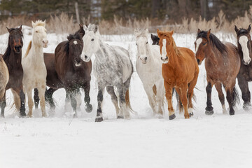 Herd of rodeo horses running through meadow in winter, Kalispell, Montana.
