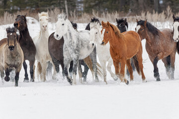 Herd of rodeo horses running through meadow in winter, Kalispell, Montana.