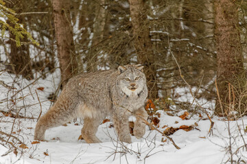 Canada lynx in winter.