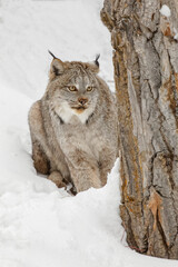 Obraz na płótnie Canvas Canada lynx in winter.