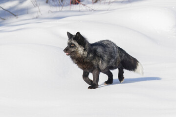 Fototapeta premium Silver fox a melanism form of the red fox, Montana.