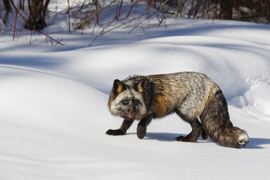 Cross fox a partially melanism form of the red fox, Montana.