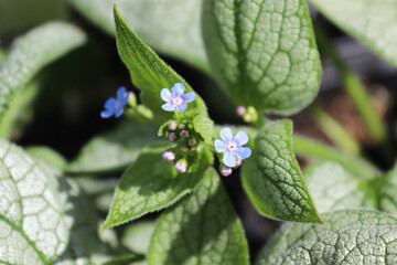Delicate blue and purple flowers on a forget-me-not