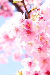 桜 ピンク 花びら 綺麗 穏やか 満開 春 日本 さくら かわいい 入学 卒業 花見