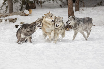 Tundra wolves exhibiting pack dominance behavior in winter, Montana.