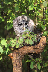 USA, Montana, Kalispell. Barred owl in tree at Triple D Game Farm.