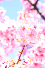 さくら 美しい 満開 花見 ピンク サクラ 花びら サクラ かわいい 日本 入学 