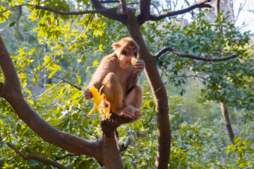 Monkey sitting on tree branch and eating banana in China Guilin park keeping banana peel in hand