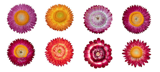Collection of strawflower ( Helichrysum bracteatum flowers ) isolated on white background. Object with clipping path.