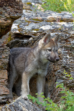 USA, Montana. Tundra wolf pup close-up in controlled environment.