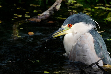 Photo of the black-crowned night heron (Nycticorax nycticorax). The photo was taken at Brooker Creek Preserve and Environmental Education Center in Tarpon Springs, FL.