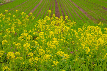 風土記の丘の菜の花