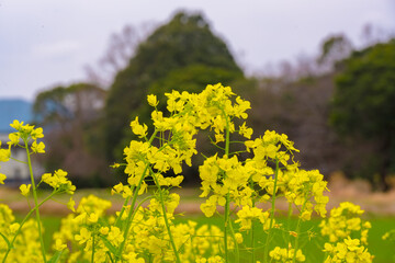 風土記の丘の菜の花