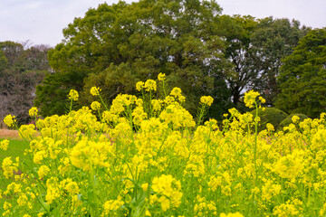 Obraz premium 風土記の丘の菜の花