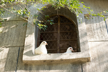 White dove family sitting on window home pet or birds feed attraction in the park, good place for family and children