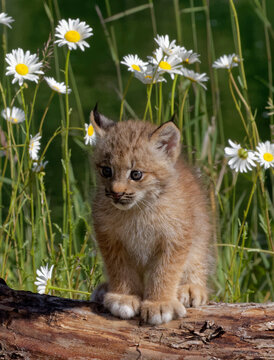 USA, Montana. Baby Bobcat Close-up.