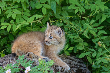 Naklejka na ściany i meble USA, Montana. Canada lynx kitten inside log in controlled environment.