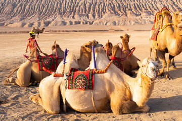 Camels laying on the sand resting after work day looking to the route to the flame mountain , good attraction business for tourists and child
