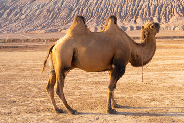 camel staying at the sand in the desert looking to the route to the flame mountain side, good ride attraction for tourists and children