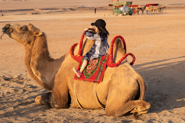 Silk road tour camel ride attraction camel seating on the sand with girl