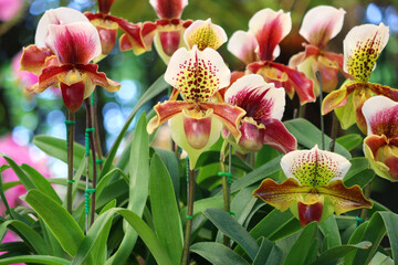 orchid flower with nature background