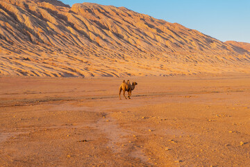 Lonely camel travel through desert near flame mountain laying on silk way route