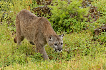 USA, Montana. Mountain lion in controlled environment.