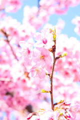Naklejka na ściany i meble サクラ かわいい きれい 美しい 春 花びら 花見 日本 入学 卒業 満開 穏やか