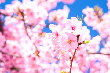 サクラ ピンク 花びら さくら 日本 綺麗 満開 桜 入学 卒業 新生活 