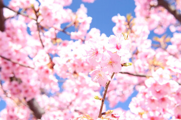 Fototapeta premium サクラ ピンク かわいい きれい 美しい さくら 桜 かわいい 花びら 花見 日本 入学 卒業