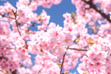 さくら 桜 サクラ かわいい 花見 花びら ピンク きれい 優美 可憐 入学 卒業