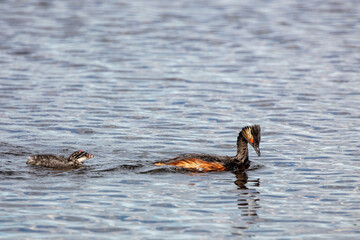 Eared grebe with baby in Medicine Lake National Wildlife Refuge, Montana, USA