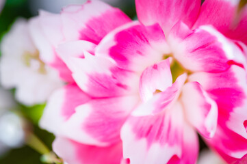 Fototapeta premium hana