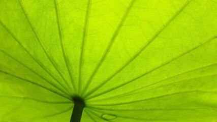 Under the lotus leaf and the stem. Details under the bright green lotus leaf where the sunlight shines. Select content and focus closer.