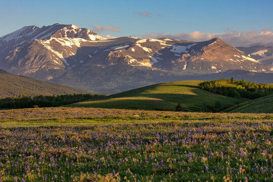 Larkspur and other prairie wildflowers along the Rocky Mountain Front near East Glacier, Montana, USA