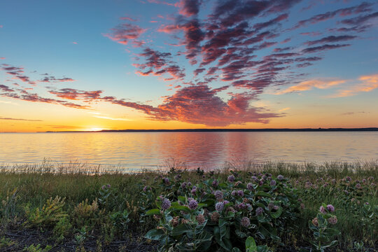 Vivid sunrise clouds over Fort Peck Reservoir and milkweed in the Charles M Russell National Wildlife Refuge near Fort Peck, Montana, USA
