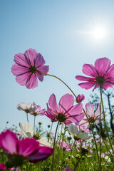 Naklejka na ściany i meble wild flowers in sunny day