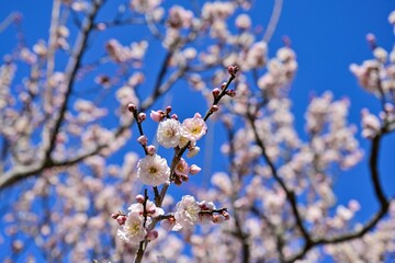 青空バックに咲く満開の淡いピンクの梅