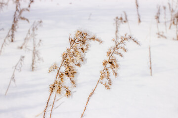 grass in the snow