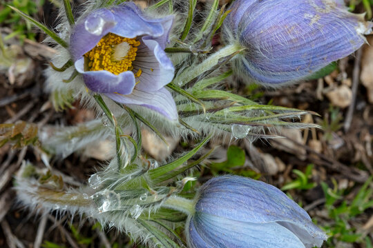 Pasqueflower, Aka Crocus, In The Bighorn Mountains Of Wyoming, USA