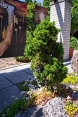 bonsai tree in the botanical garden