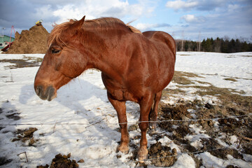 Obraz premium horse in winter standing in the snow farm animal ranch enclosure