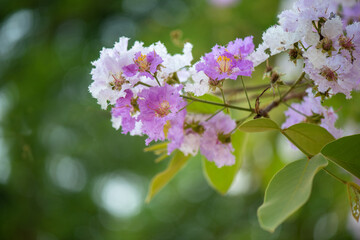 Thai Bungor (Lagerstroemia loudonii ) pink and white flowers in full bloom. .