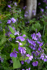 雑草の中のオオアラセイトウ（ダイコンノハナ）／Orychophragmus violaceus