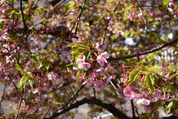 青空と河津桜 ピンクの花アップ