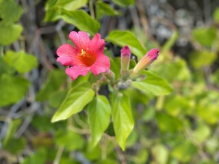 Red rhododendron flower in the garden
